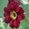 Auricula Rufus - Abriachan nurseries
